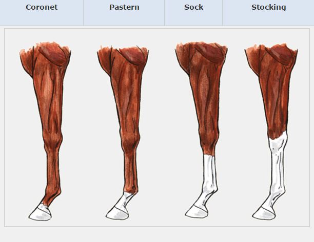 Horse Leg Markings