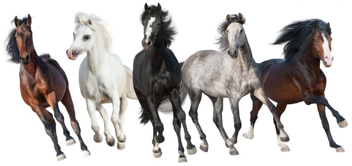 Horse Markings
