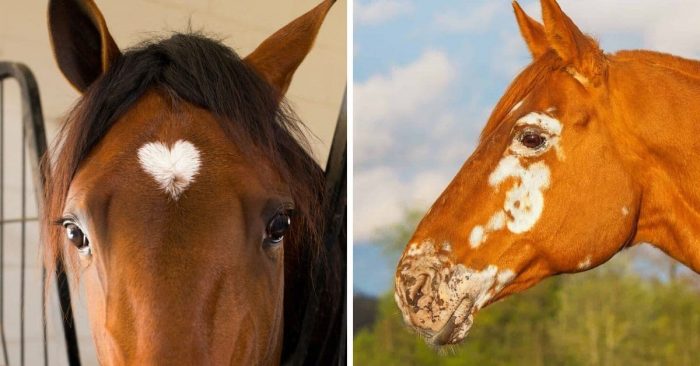 Horse Markings for Identification