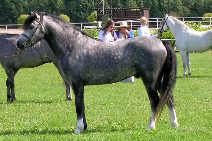 Horse Show- Welsh Cob