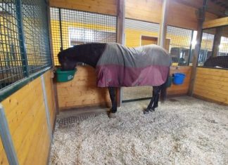Horse at Stable