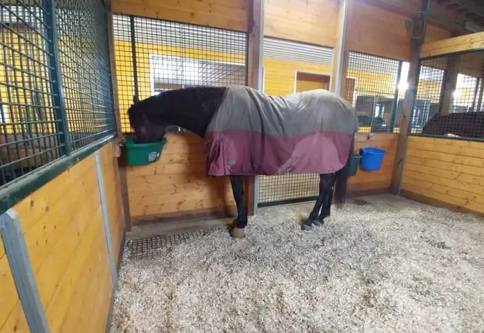 Horse at Stable