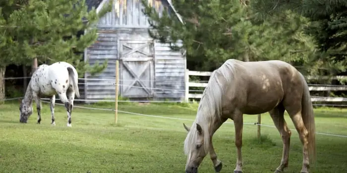 Horses at pasture