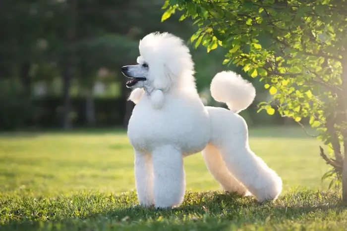 Hypoallergenic Dog Breed- Poodle