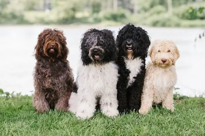 Hypoallergenic Dog Breeds- barbet