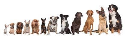 Hypoallergenic Dog Breeds