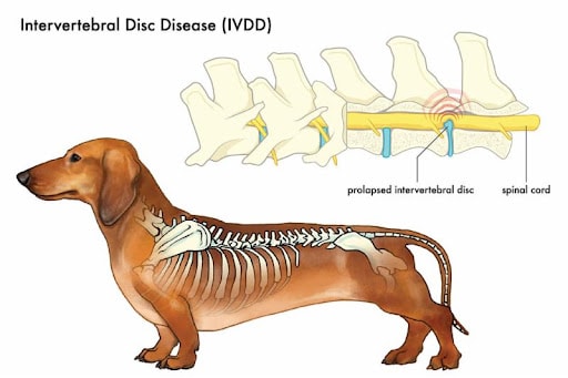 IVDD in Dogs