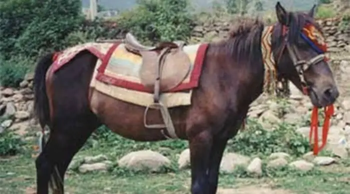Indian Horse Breed Spiti