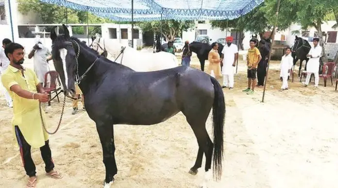 Indian Horse Breeds