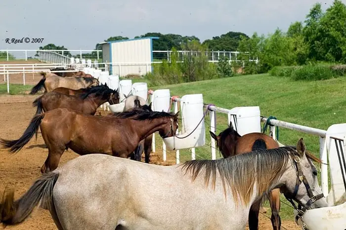 Individual Feeding of Horse