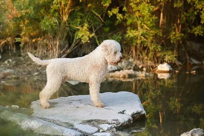 Lagotto Romagnolo