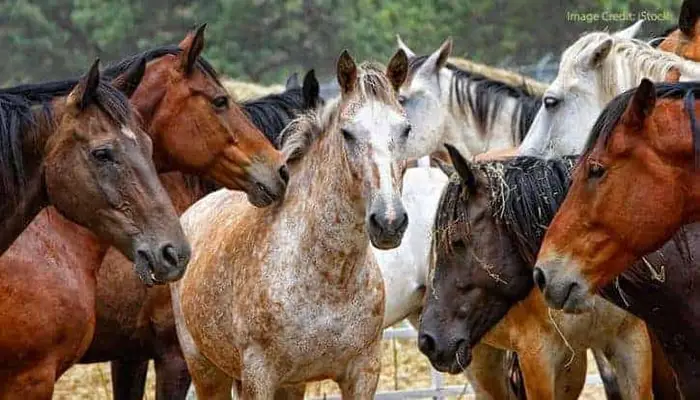 Basic Horse Insurance