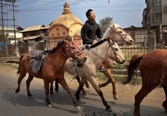 Manipuri Pony of India