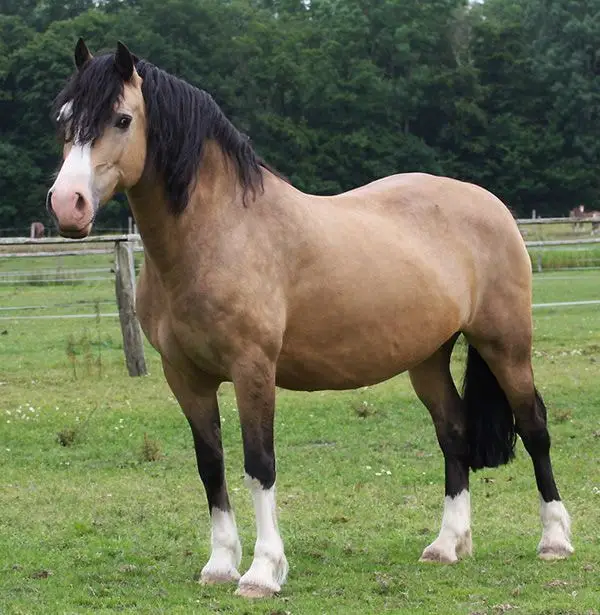 Physical Features of Welsh Pony