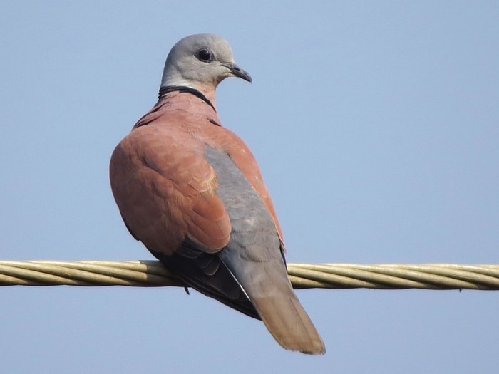 Red Collared Dove