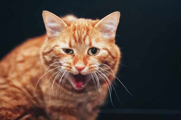 Sick Cat
