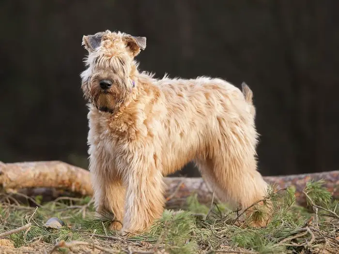 Soft Coated Wheaten Terrier