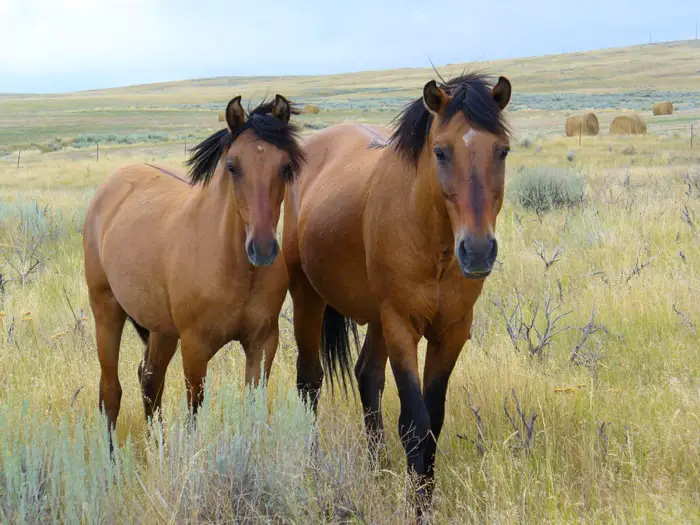 Spanish Mustang