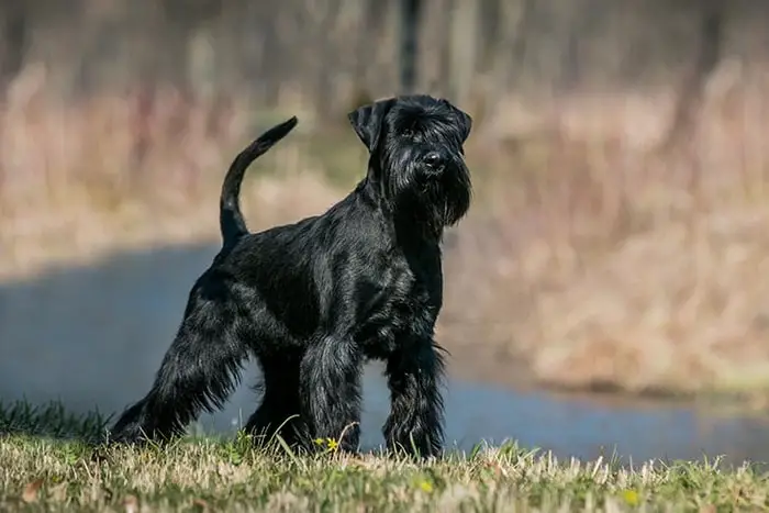 Standard Schnauzer