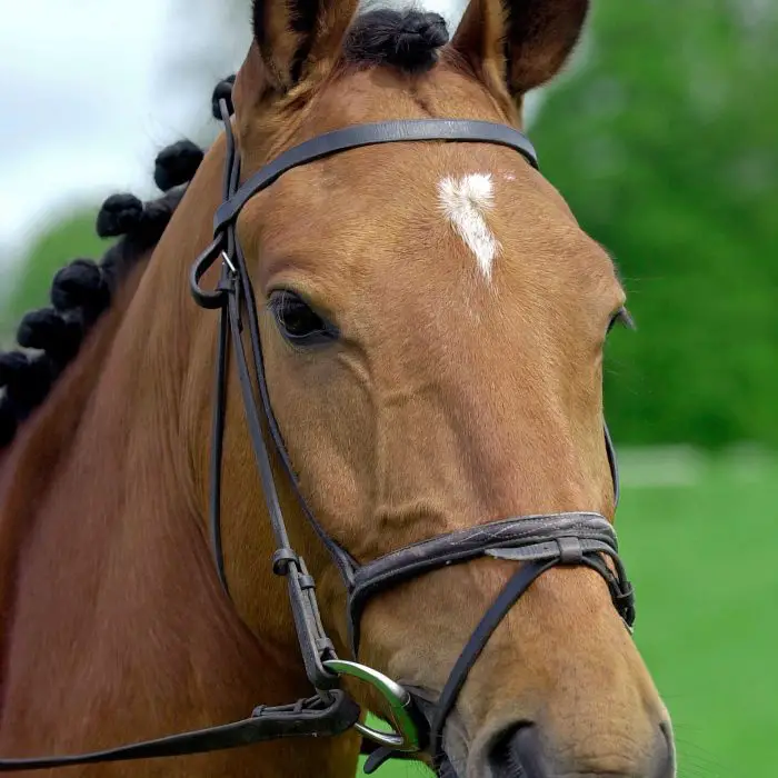 Star Marks on Head