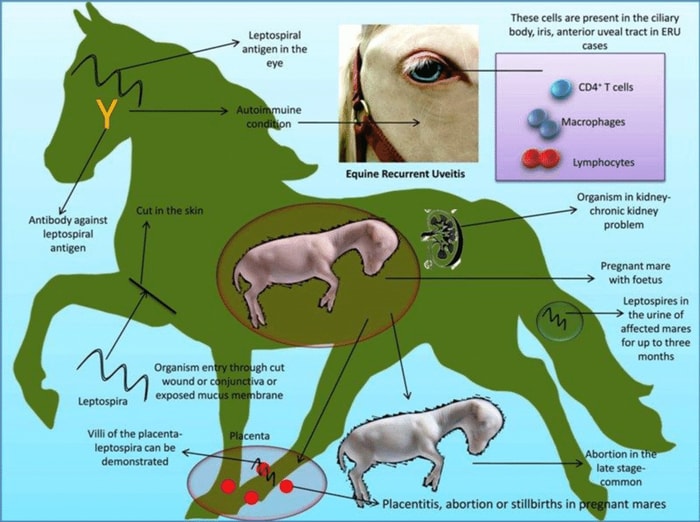 Transmission of Leptospira Organism in Horse