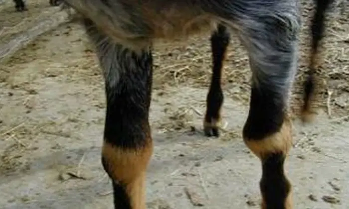Treatment of Caprine Arthritis in Goats