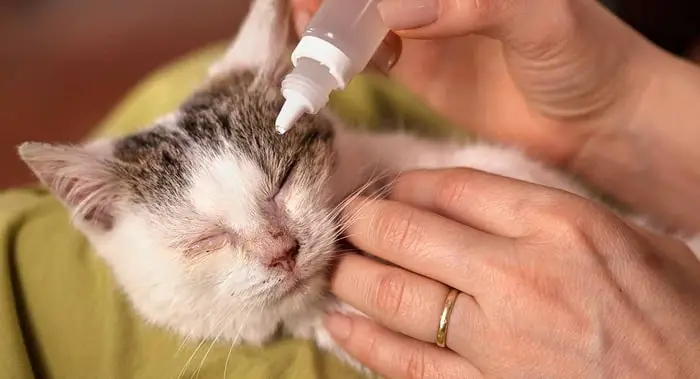 Treatment of Conjunctivitis in Cats
