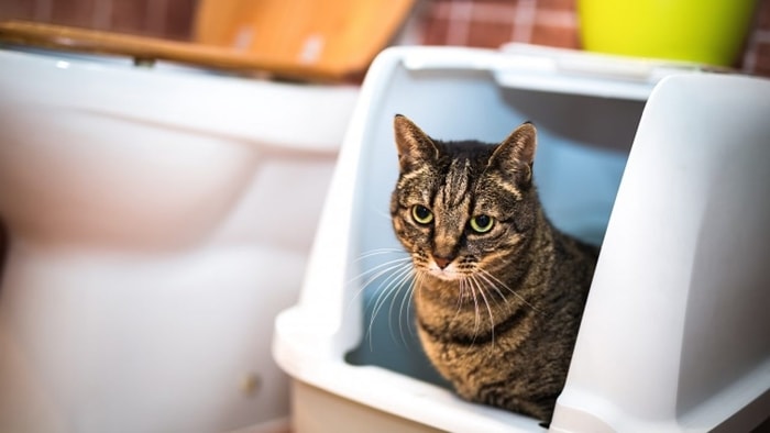 Treatment of Diarrhea in Cats