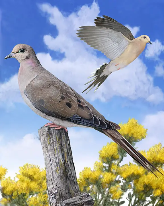 Types of Doves