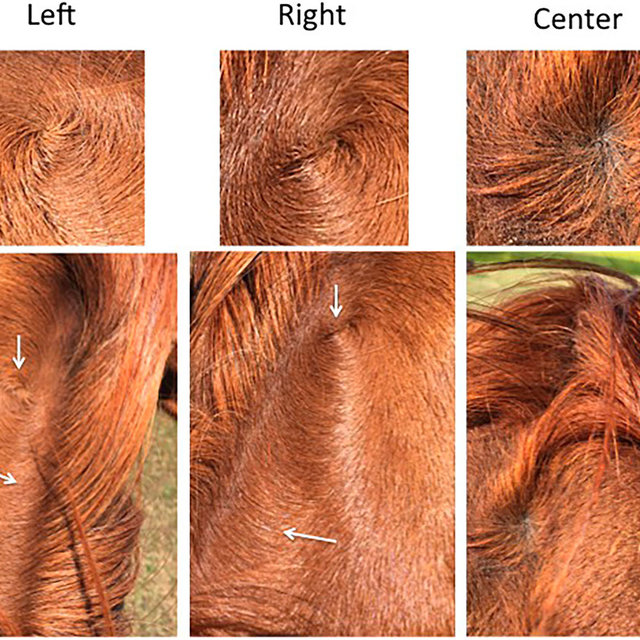 Types of Horse Whorl