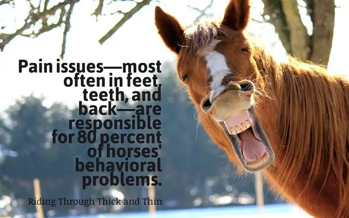 Unwanted Behavior of Horse