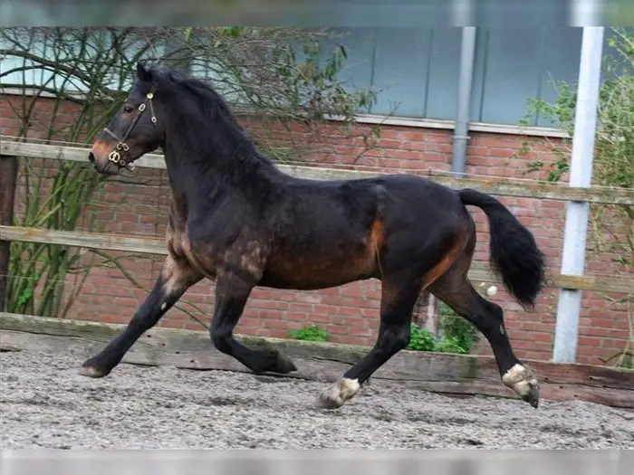 Welsh Cob and Pony