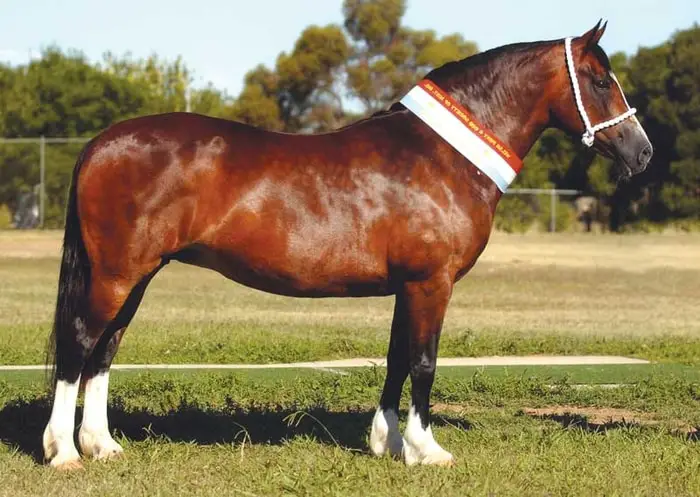 Welsh Horse Cob