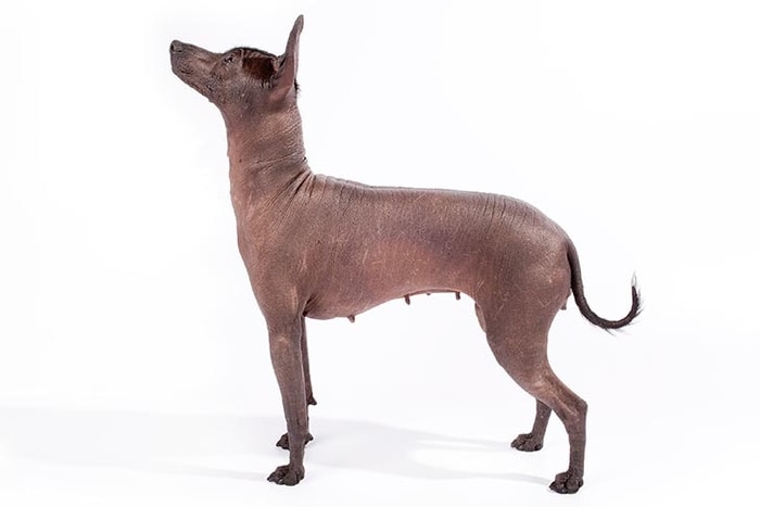 Xoloitzcuintli Dog