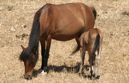 Zanskar Pony of India