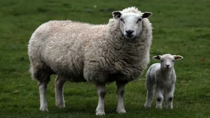 Anthrax in Sheep