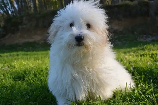 Beautiful Dog Breed Coton