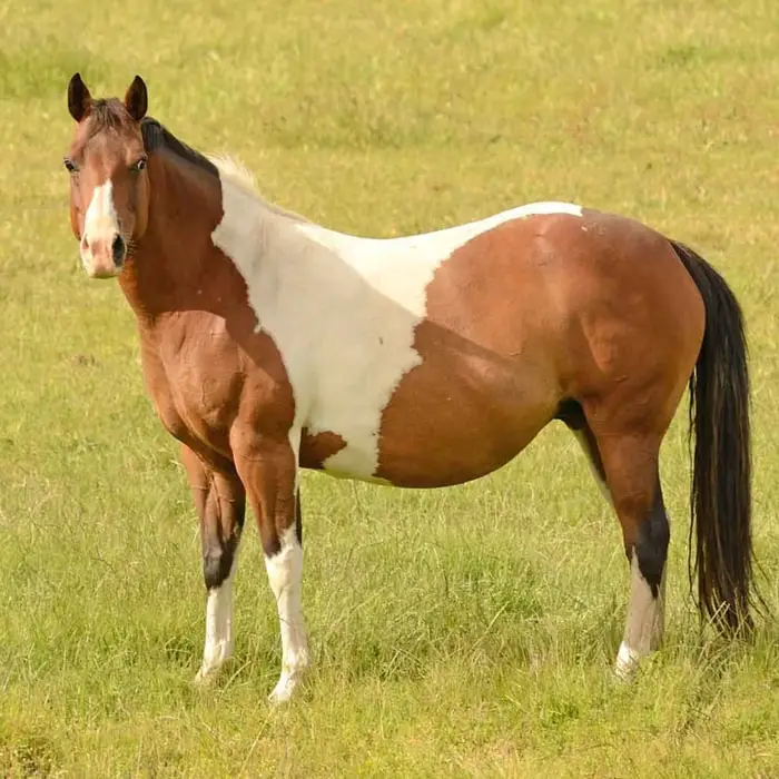 Beautiful Mare