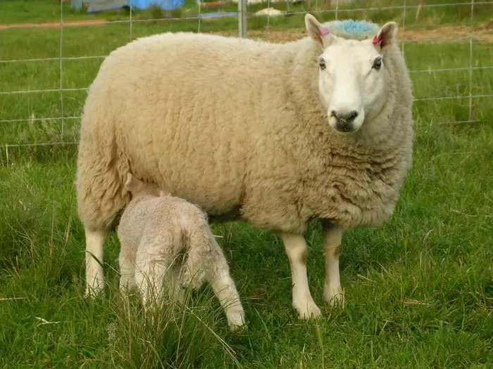 Blue Tongue in Sheep