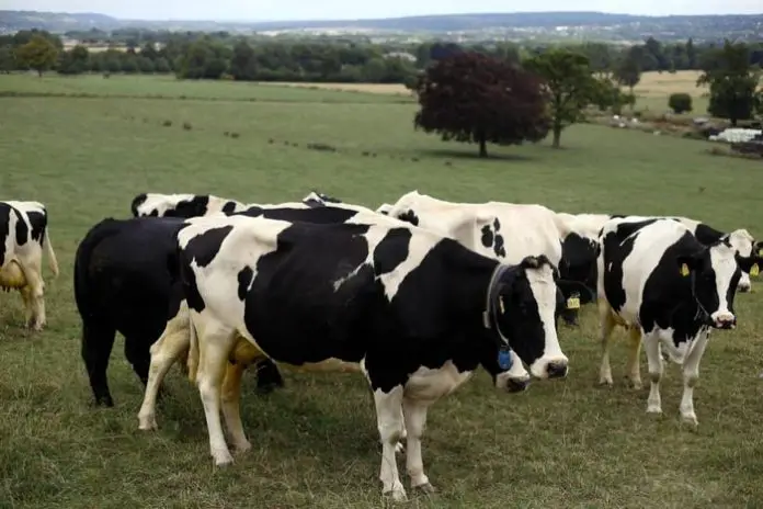 Bovine Spongiform Encephalopathy