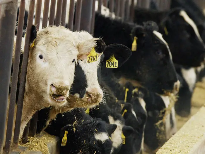 Calves with Bovine Spongiform Encephalopathy