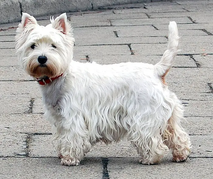 Carrot Tail of Dog