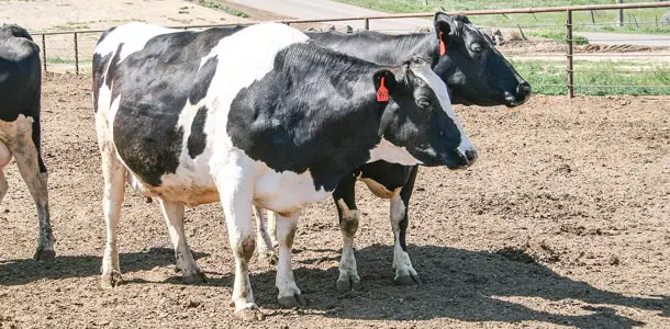 Causes of Ketosis in cattle