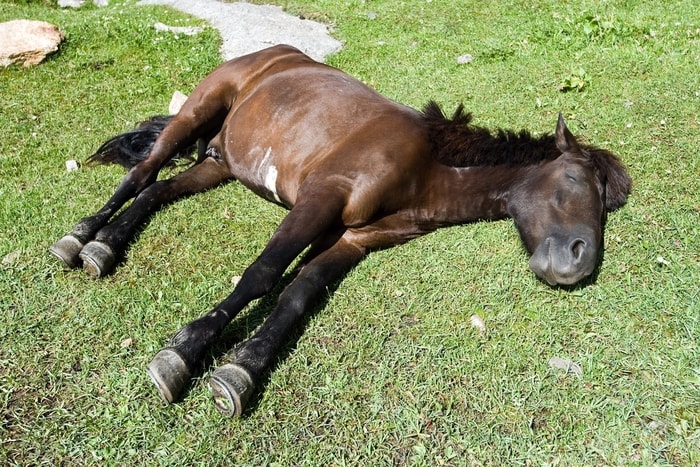 Clinical Signs of HYPP in Horses