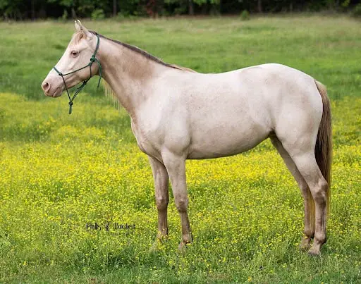 Color of Missouri Fox Trotter Horse