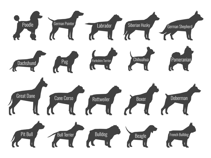 Common Dog Tail Types