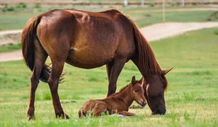 Contagious Equine Metritis