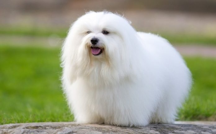 Coton de Tulear Dog