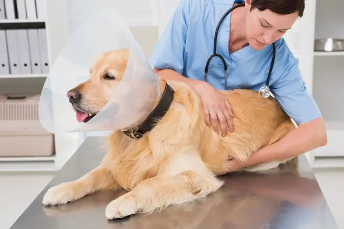 Diagnosis of Canine Fibrosarcoma