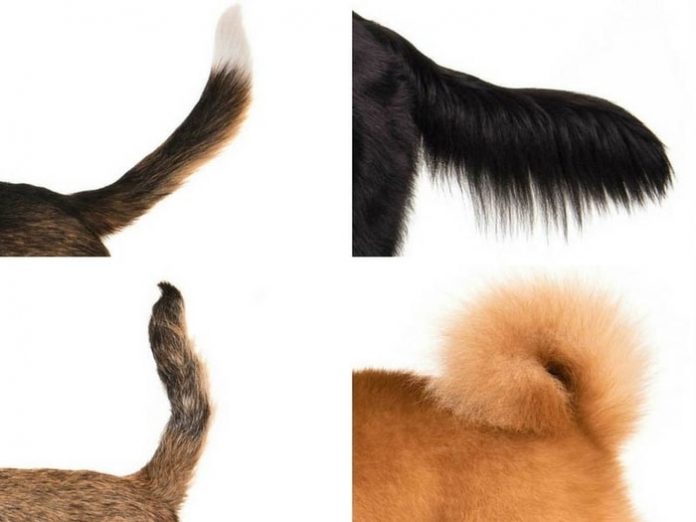 Dog Tail Types